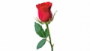 Rondallas y Romance