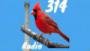 314 Bird Radio